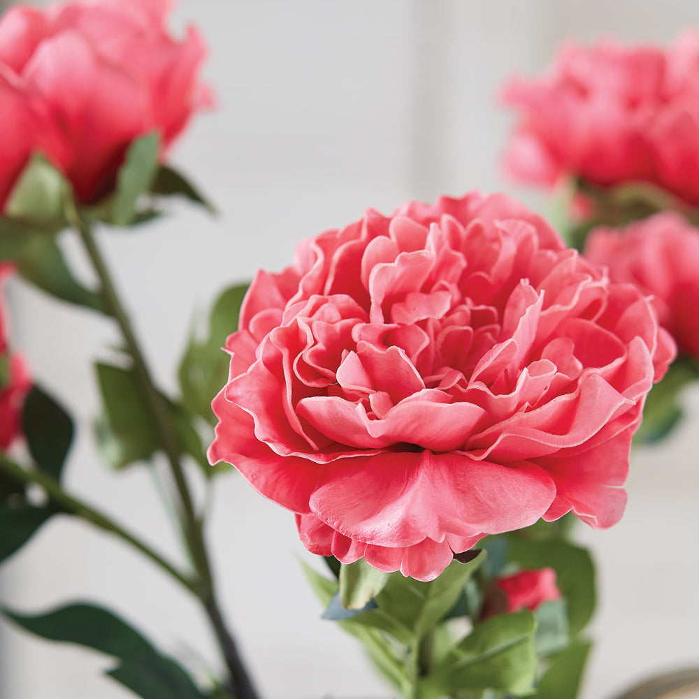 Pink Peony Stem - Box of 4